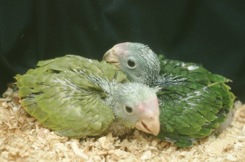 These are a pair of siblings that resulted from the breeding of two normally colored adults. These are a pair of siblings that resulted from the breeding of two normally colored adults.