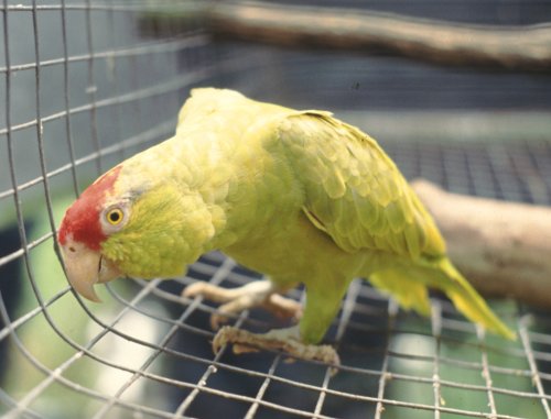 This is a beautiful mature male that exhibits very yellow plumage for the type This is a beautiful mature male that exhibits very yellow plumage for the type